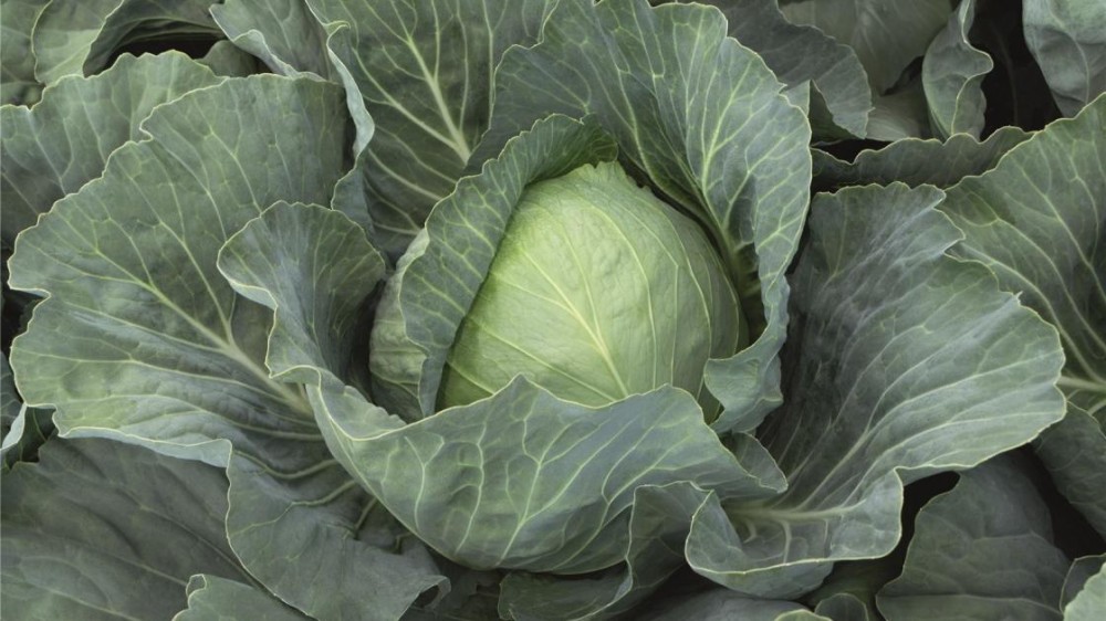 Ботран F1 семена белокочанной капусты 2500 штук