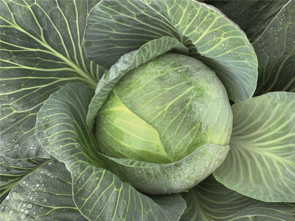 Экспектейшен F1 семена белокочанной капусты 2500 штук