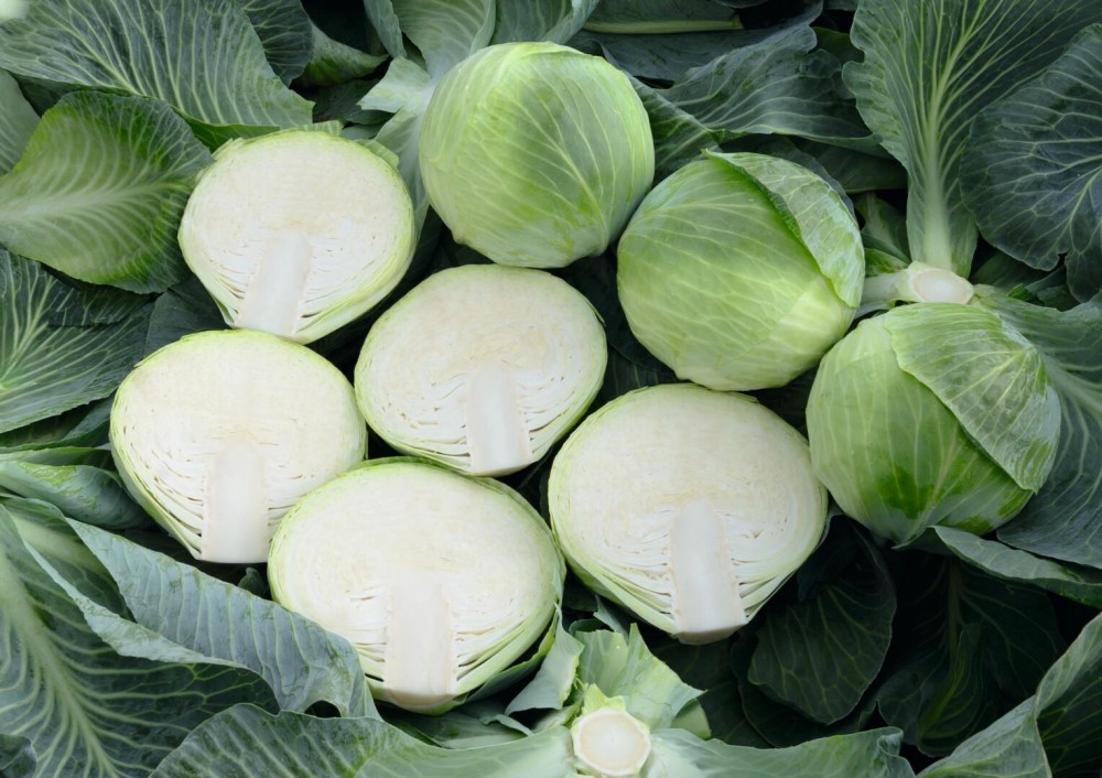 Экспектейшен F1 семена белокочанной капусты 2500 штук