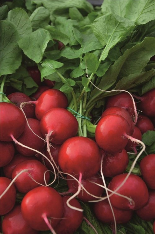 Ролекс F1 семена редиса