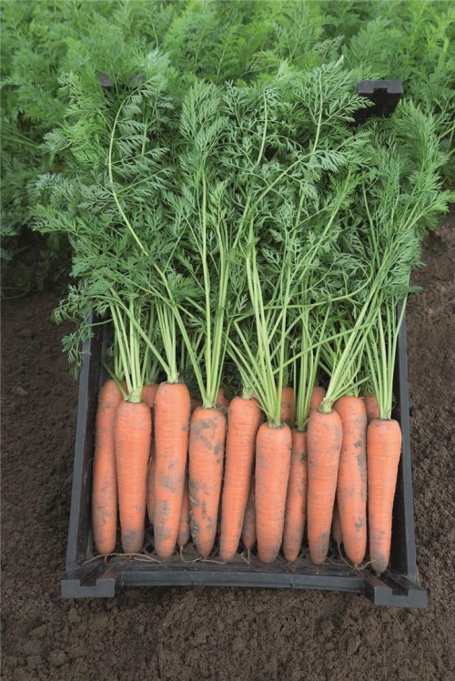 Берлин F1 семена моркови