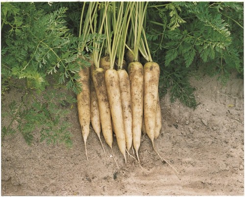 Вайт сатин F1 семена моркови