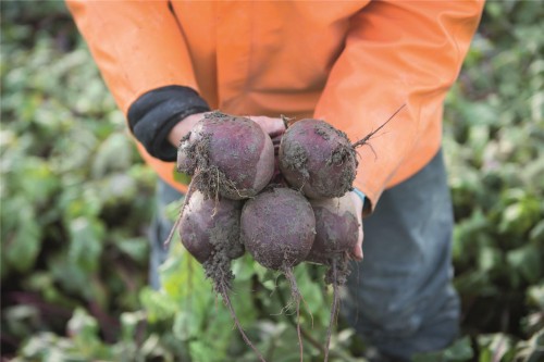 Субето F1 семена свеклы 50 000 штук