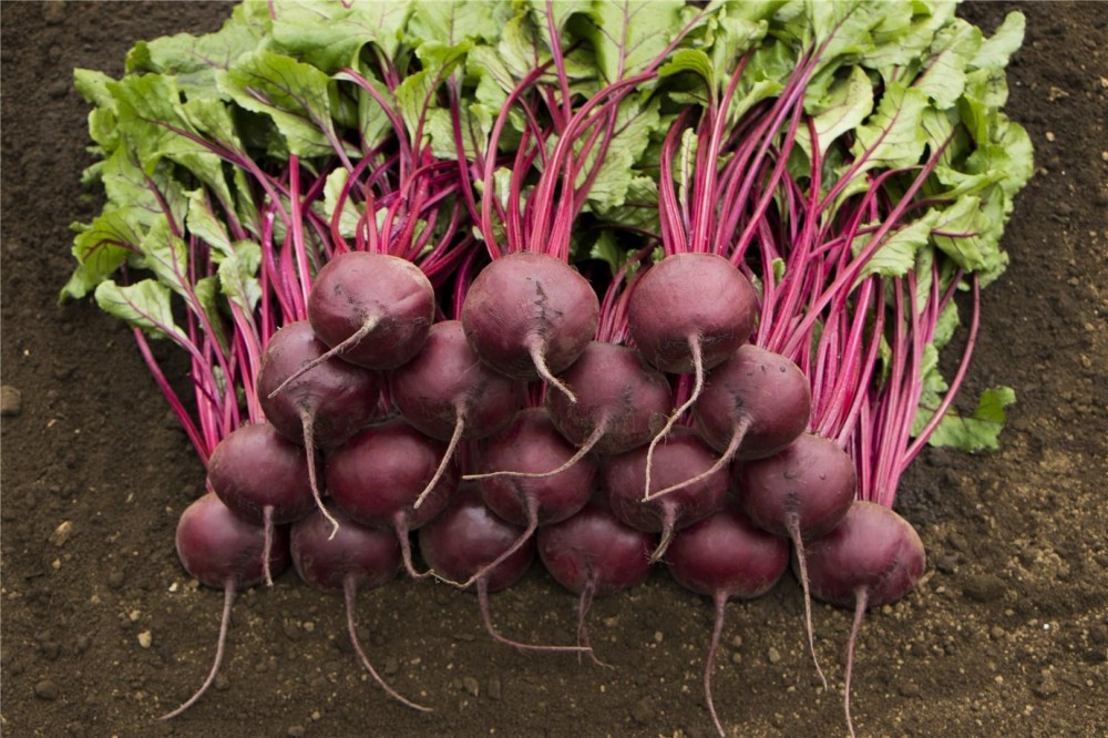 Маноло F1 семена свеклы