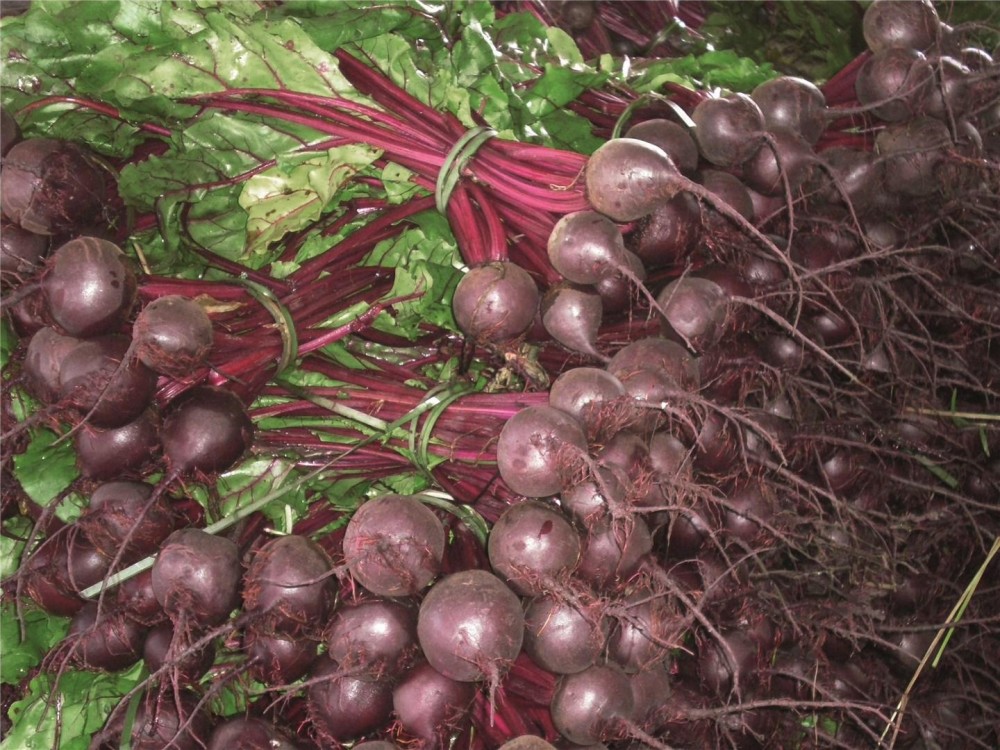 Ронда F1 семена свеклы 50 000 штук