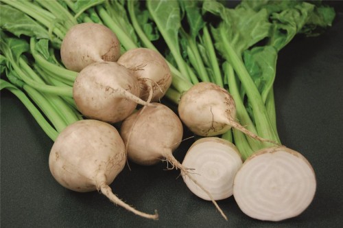 Аваланч F1 семена свеклы