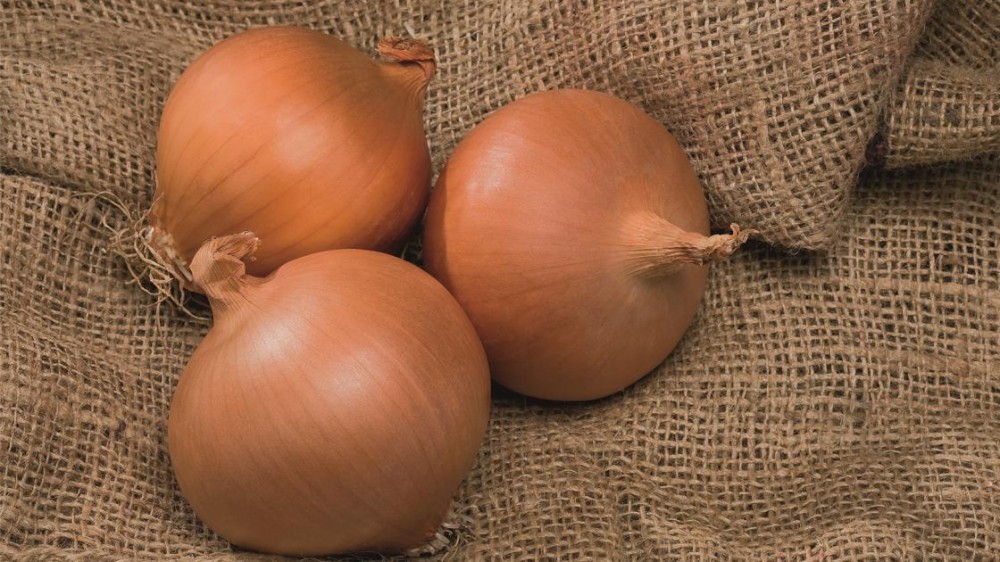 Бирди F1 семена лука 250 000 штук