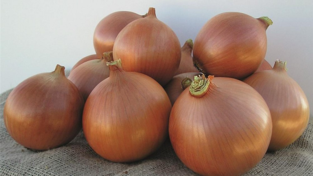 Бриджер F1 семена лука озимого 250 000 штук