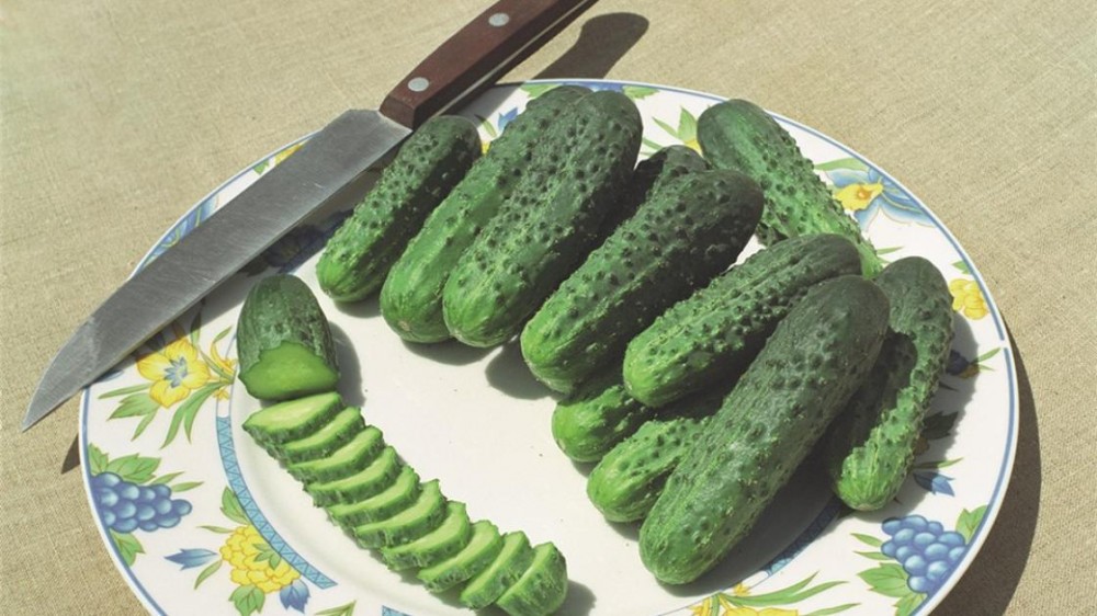 Альянс Бейо 2640 F1 семена огурца