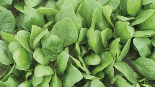 Рембрандт F1 семена шпината 50 000 штук