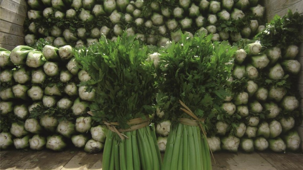 Танго F1 сельдерей черешковый 10 000 семян