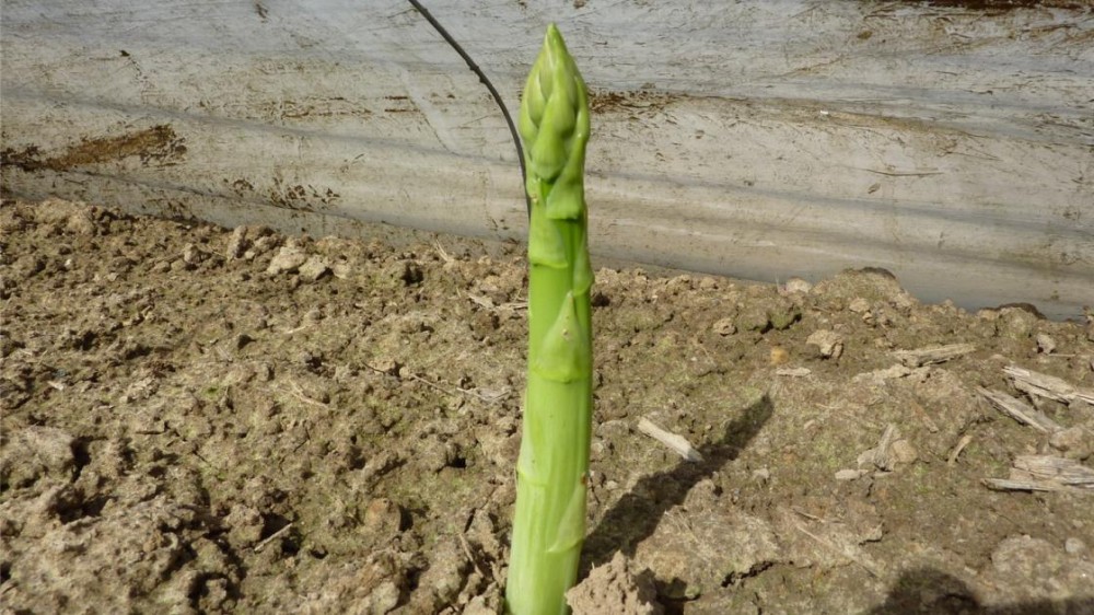 Бахус F1 спаржа 500 семян