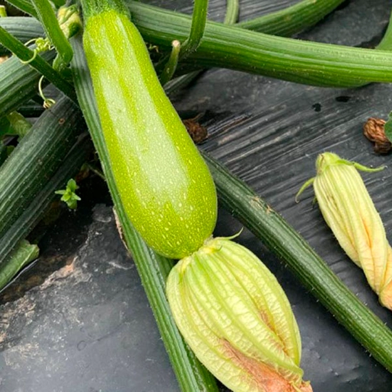 Инесса F1 кабачок