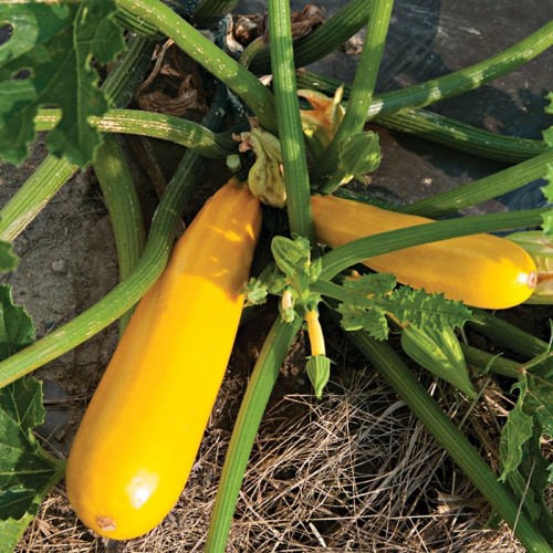 Йеллоуфин F1 кабачок 500 семян