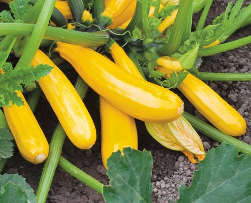 Йеллоуфин F1 кабачок 500 семян