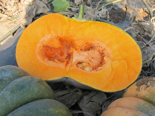 Маноск F1 тыква 500 семян