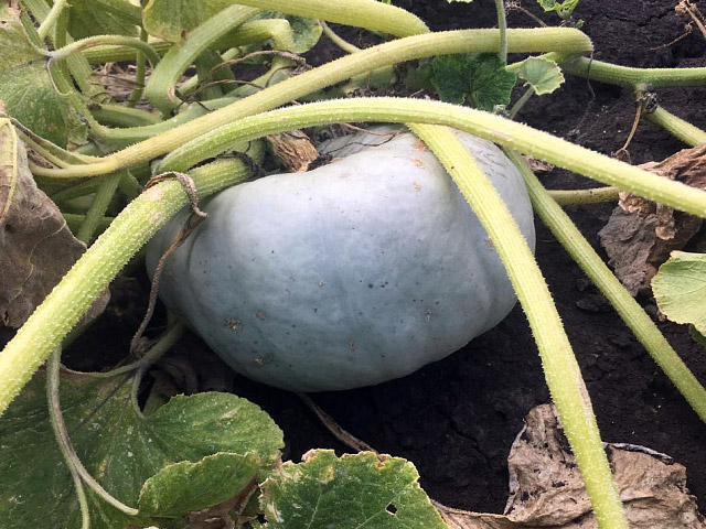 Нельсон F1 тыква 500 семян