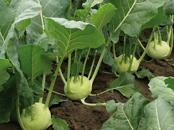 Октаве F1 кольраби 2500 семян