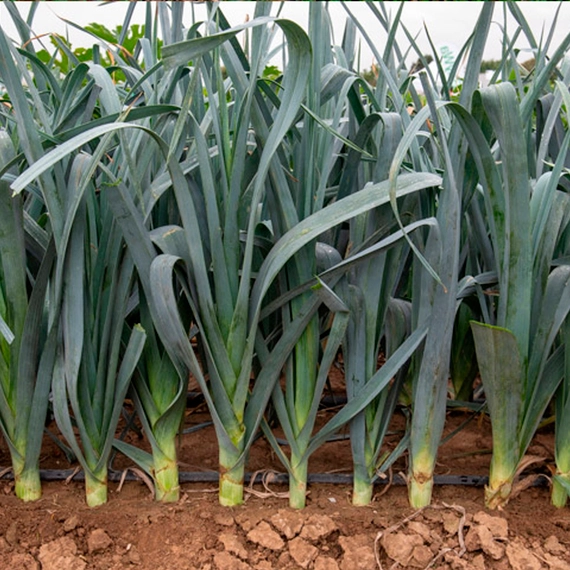 Осло F1 лук-порей 10 000 семян