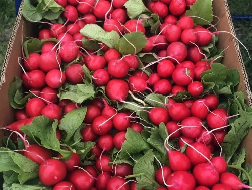 Сарита F1 редис