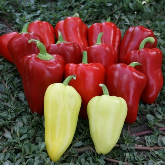 Анетта F1 перец сладкий 500 семян