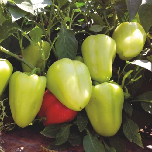 Анетта F1 перец сладкий 500 семян