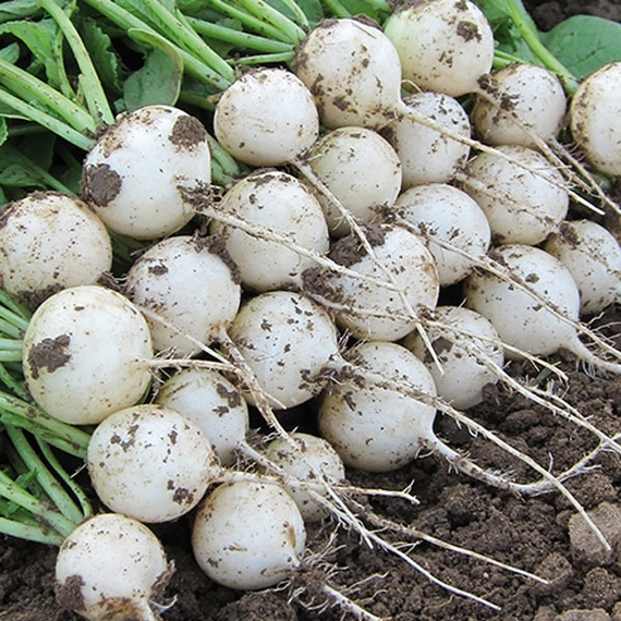 Пёрл F1 редис 250 грамм