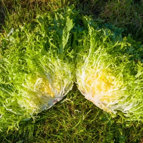 Бенефайн эндивий 5000 семян