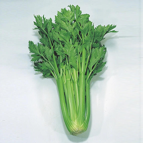 Дарклет F1 сельдерей 2500 семян