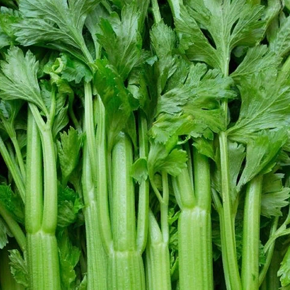 Сиенна F1 сельдерей 2500 семян