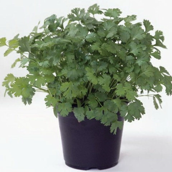 Марино кориандр 25 000 семян