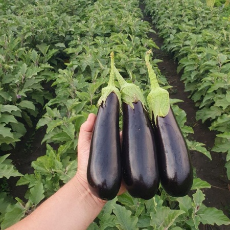 Рома F1 баклажан 1000 семян