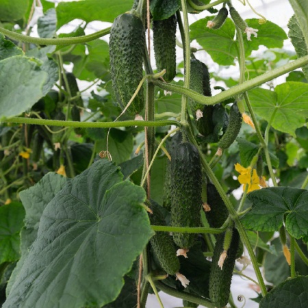 Анзор F1 огурец 250 семян АКЦИЯ