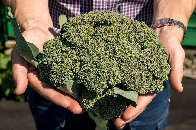 Маратон F1 брокколи 2500 семян