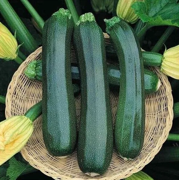 Кандела F1 кабачок 1000 семян