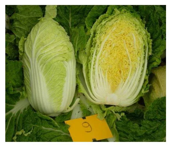 Табалуга F1 капуста пекинская 1000 семян