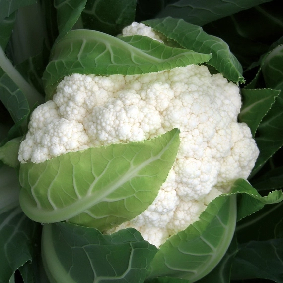 Инклайн F1 капуста пекинская 1000 семян