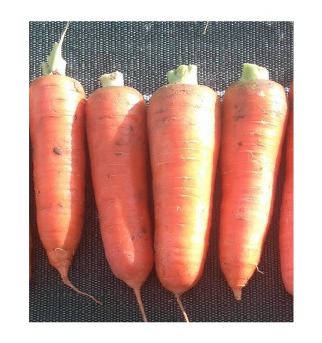 Курода Пауэр морковь 1 кг