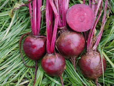 Игл F1 свекла 50 000 семян