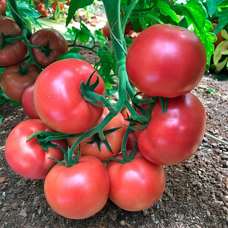 Пинк Спарк F1 томат 1000 семян