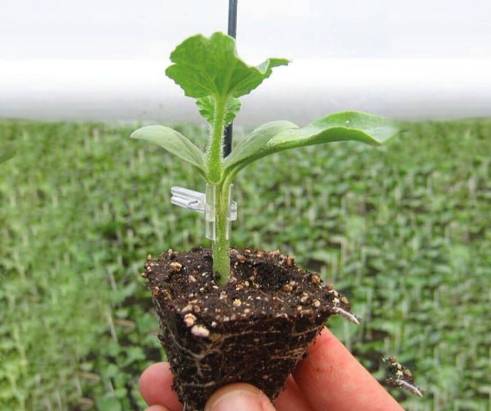 Секвойя F1 подвой 500 семян