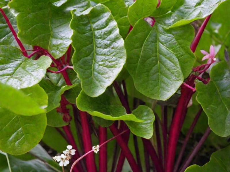 Серен F1 мангольд 50 000 семян