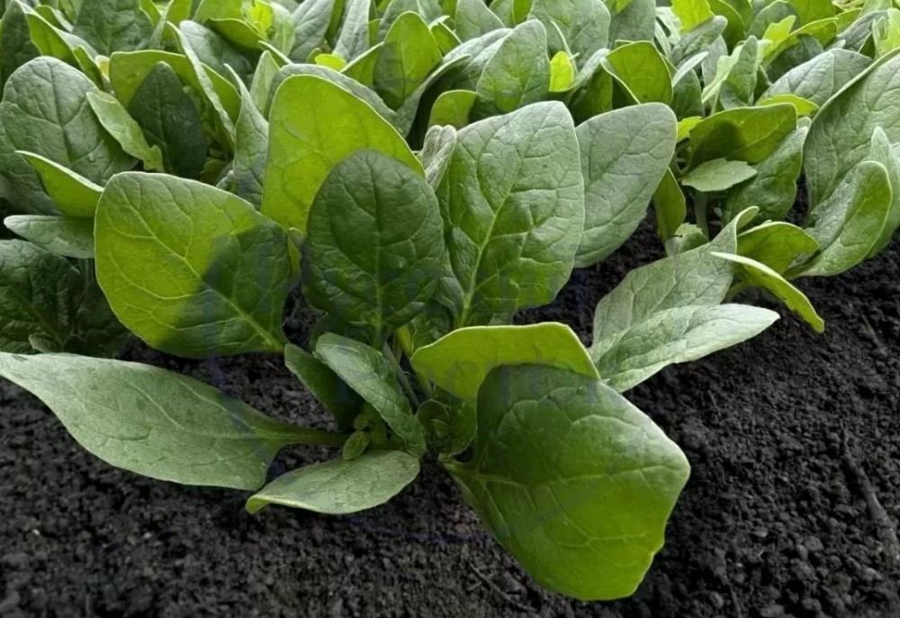 Атос F1 шпинат 50 000 семян