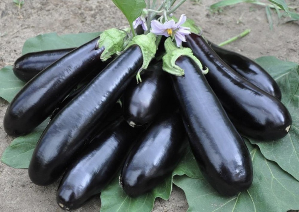 Актай F1 баклажан 1000 семян