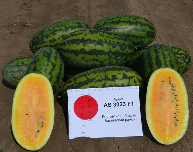 AS 3023 F1 арбуз 1000 семян
