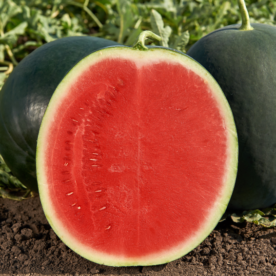 Багама F1 арбуз 1000 семян