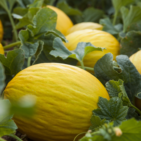 Майллот F1 дыня 1000 семян