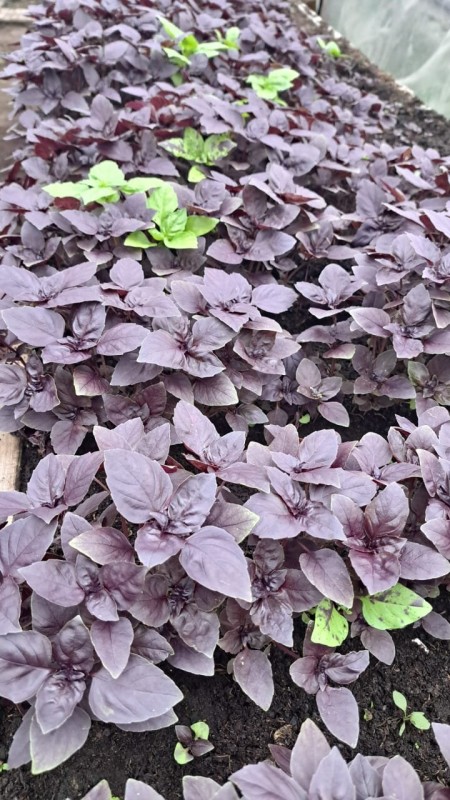 Рокс базилик 50 грамм