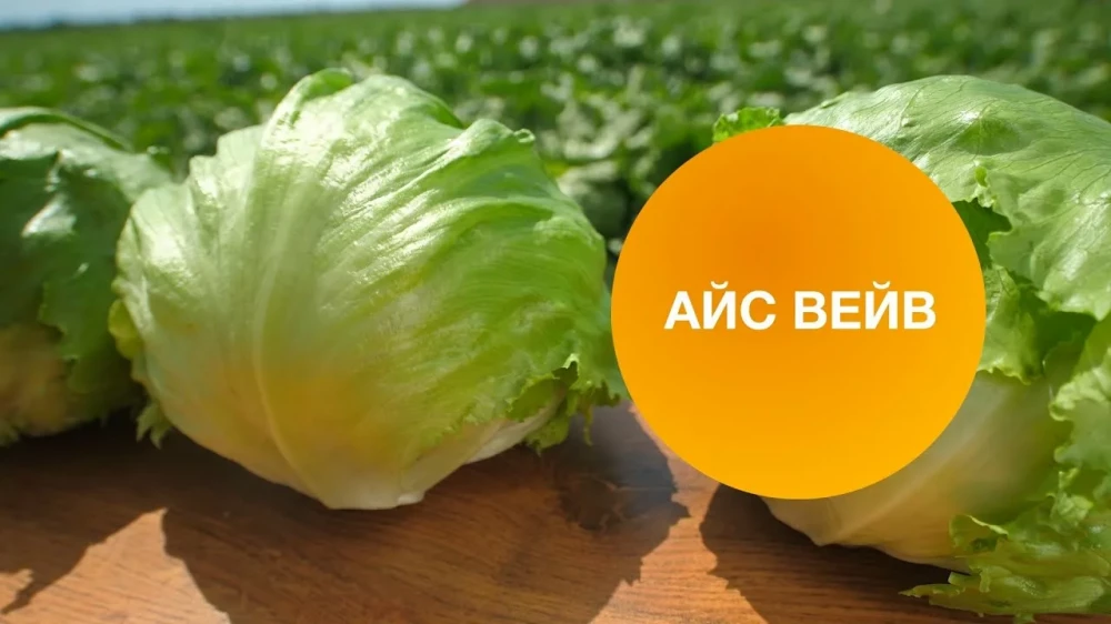 Айс Вейв айсберг 5000 семян