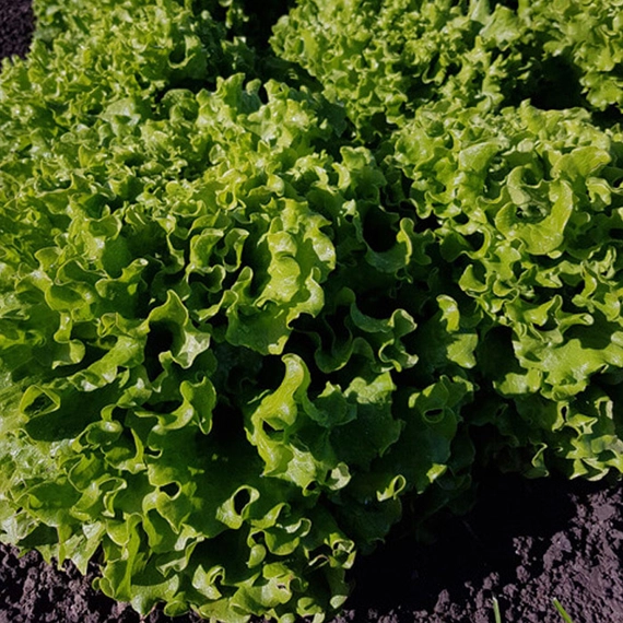 Аннисоль салат 5000 семян